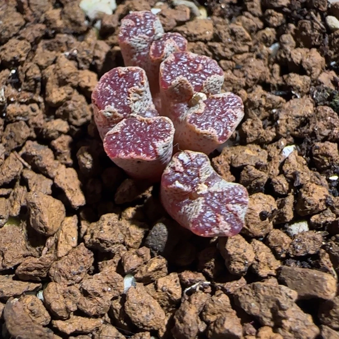 肉锥多肉植物组合-蝴蝶有疤1164