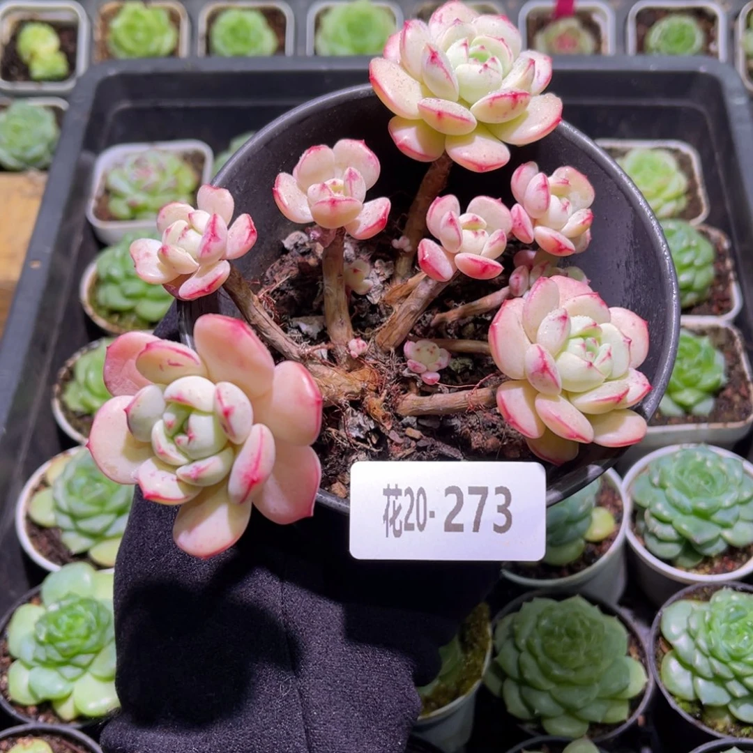 花利美20-273香草