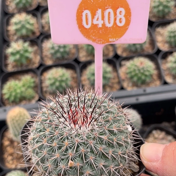 竹***竹实生琳荙040800000