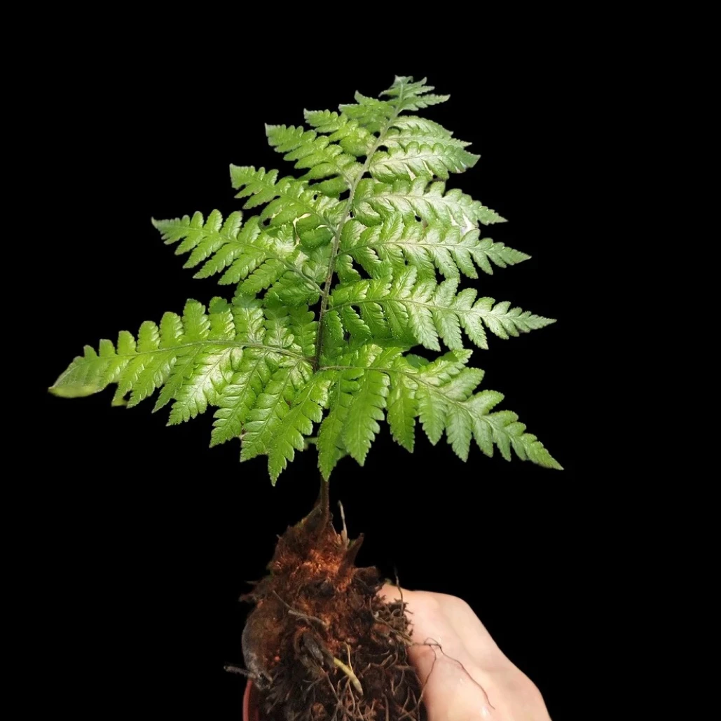 水培土培虹鳞蕨苔藓球室内禅意观叶绿植耐阴好养易活植物y