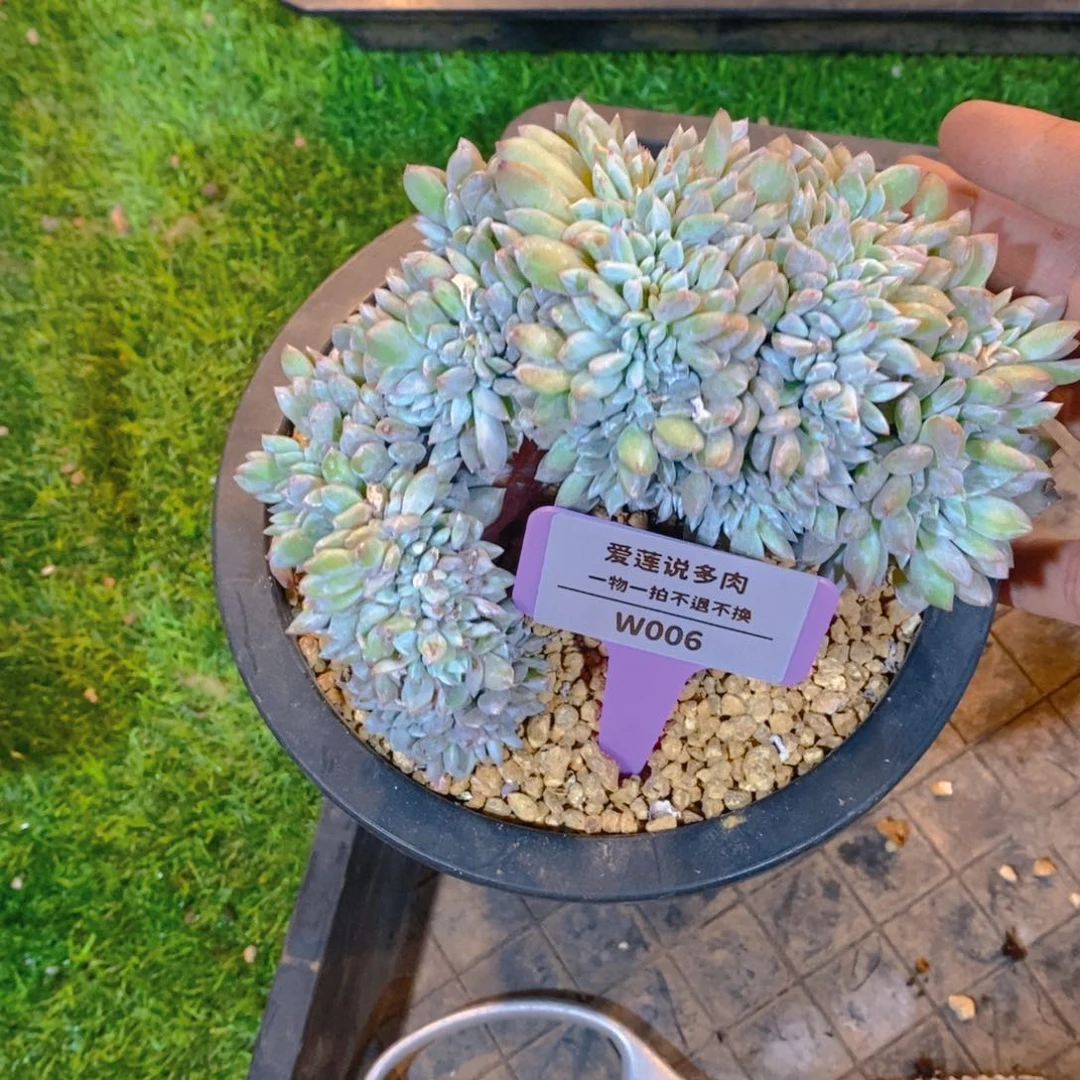 W006星影盘龙缀0000