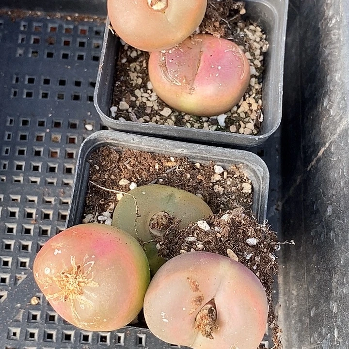 18645一组巨大有伤