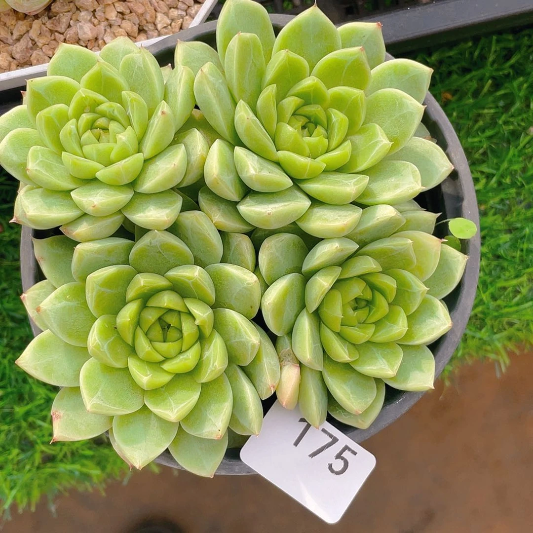 175。冰钻珍妮。