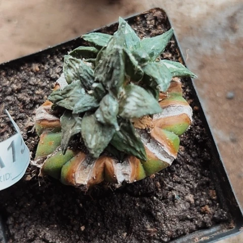 完全开放150牡丹