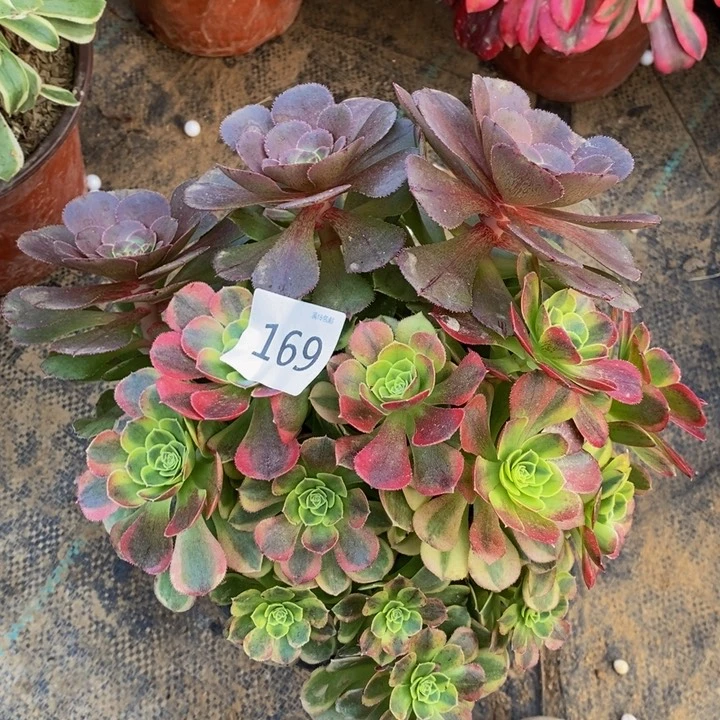 169万圣节奶白多肉