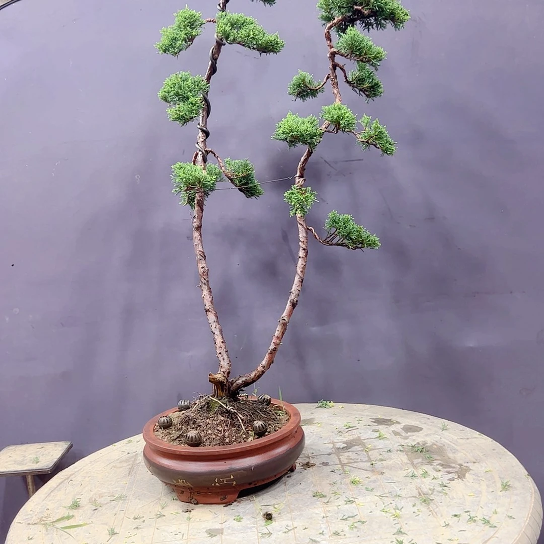 无花朵原生双杆济州真柏