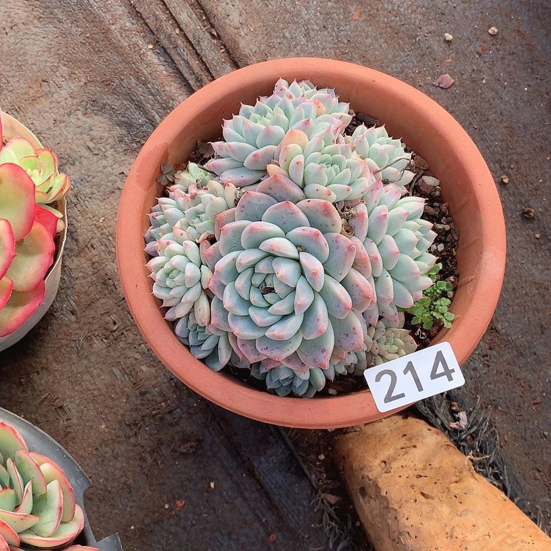 214阿尔巴 一物一拍多肉