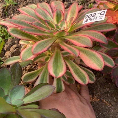 806初恋满25包邮多肉