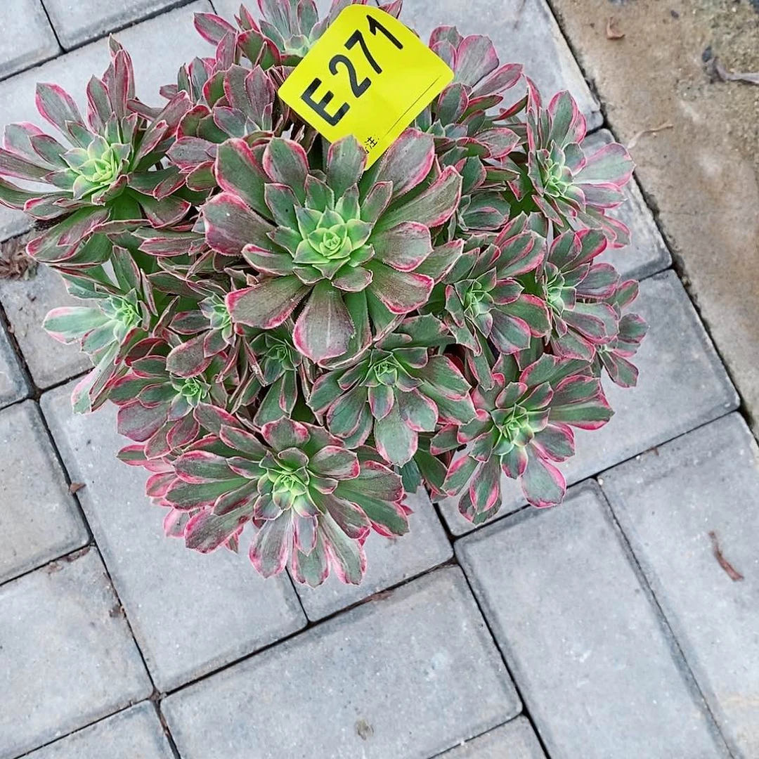 勤***儿无花朵荷兰原叶锦271  冠幅25