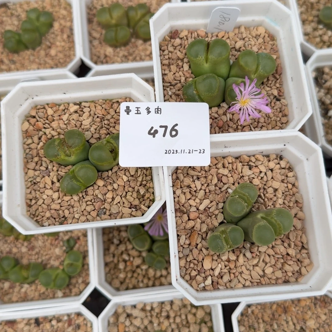 想***卡多肉多肉多肉11-476