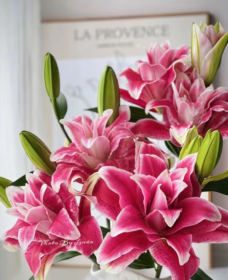 老黑家的种球【迪奥/多利亚】进口百合种球重瓣香水百合四季花卉