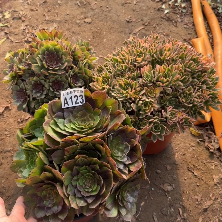 123号……3颗……多肉植物……
