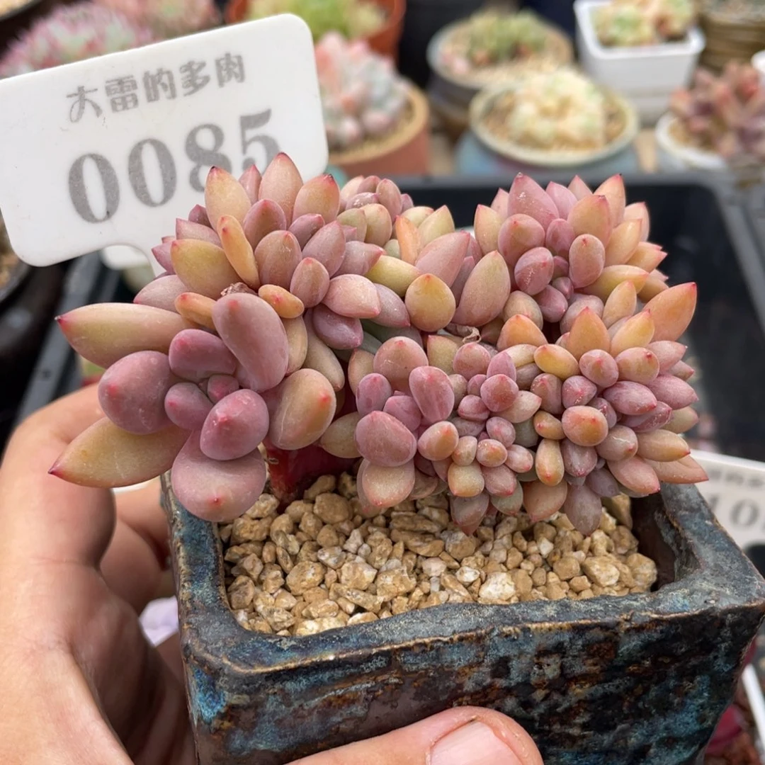 0085桃花源不带盆9厘米