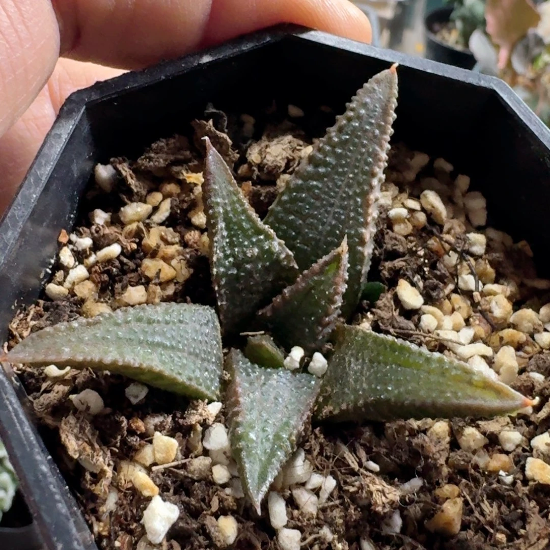 796黑王寿带盆发货