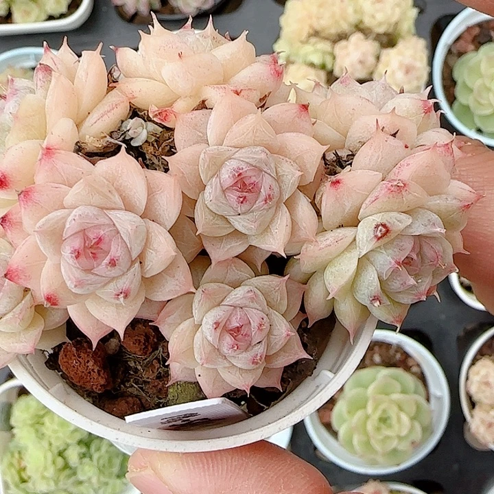 1203-59（m1-565-2）