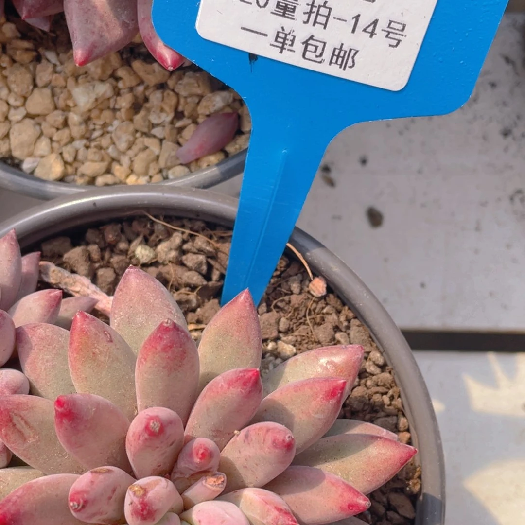 0220-14-精品老桩虞美人福利一颗