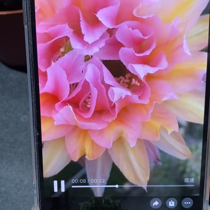 香香卷花侧芽2公分左右