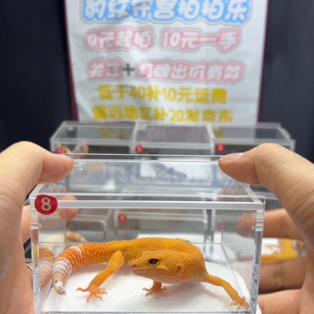 豹纹守宫蜜橘守宫