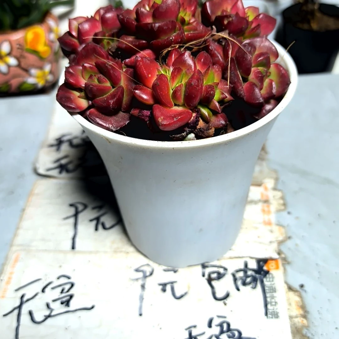 满9元包邮，蒂亚七颗垃圾