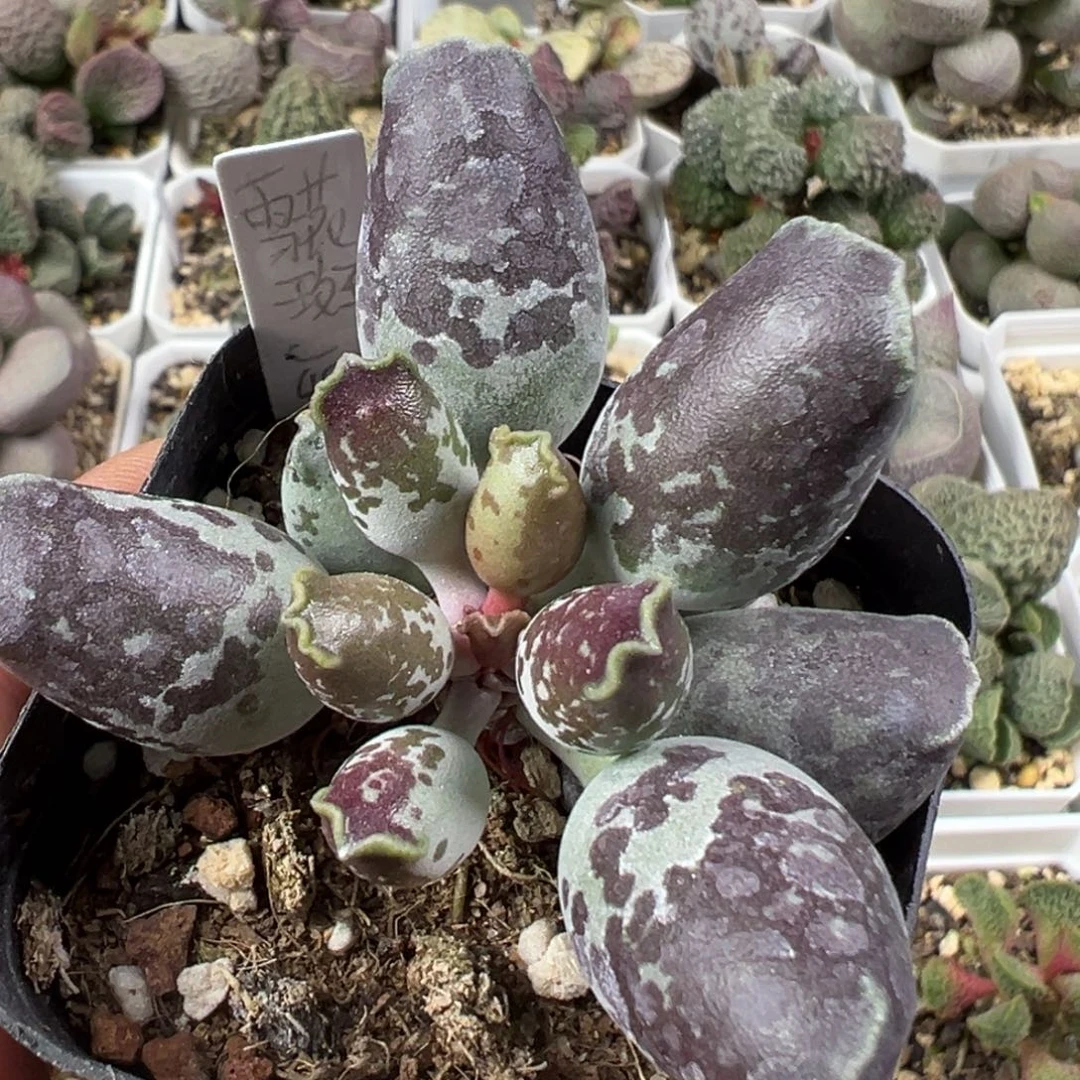 w雪花斑海豹多肉植物水泡