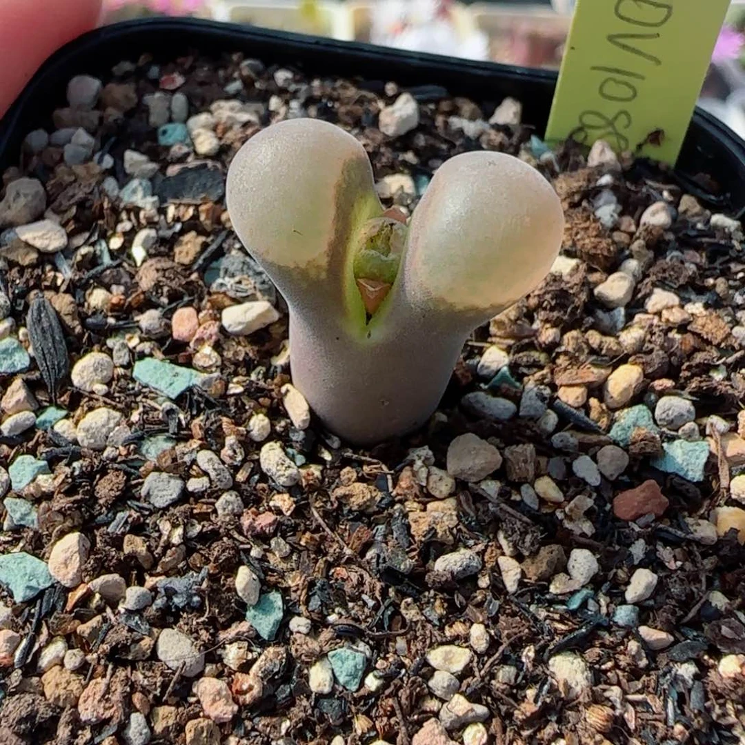 多肉植物鲑鱼粉33号