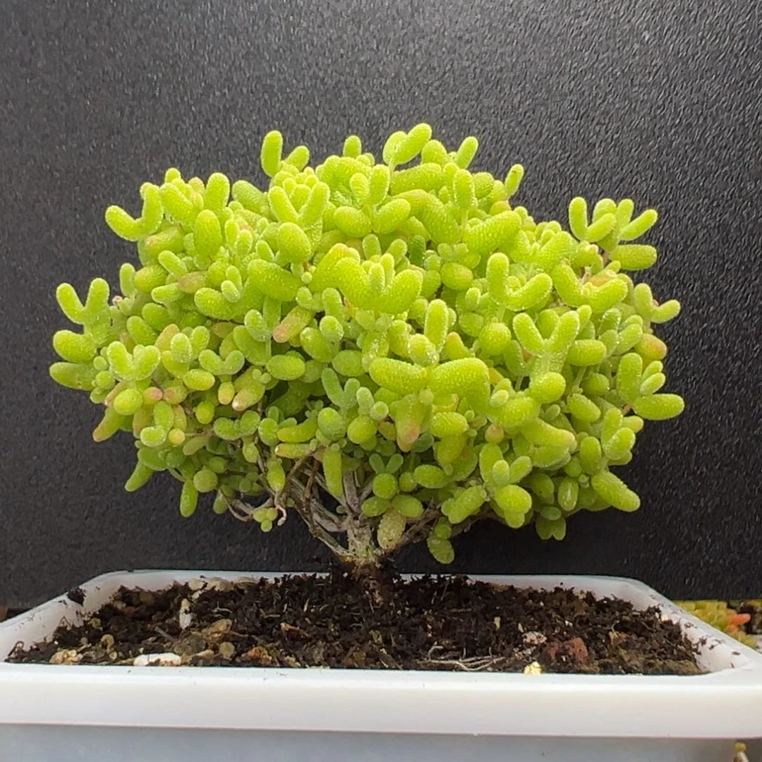 dy3596蜜橘糖球冠幅6.5cm