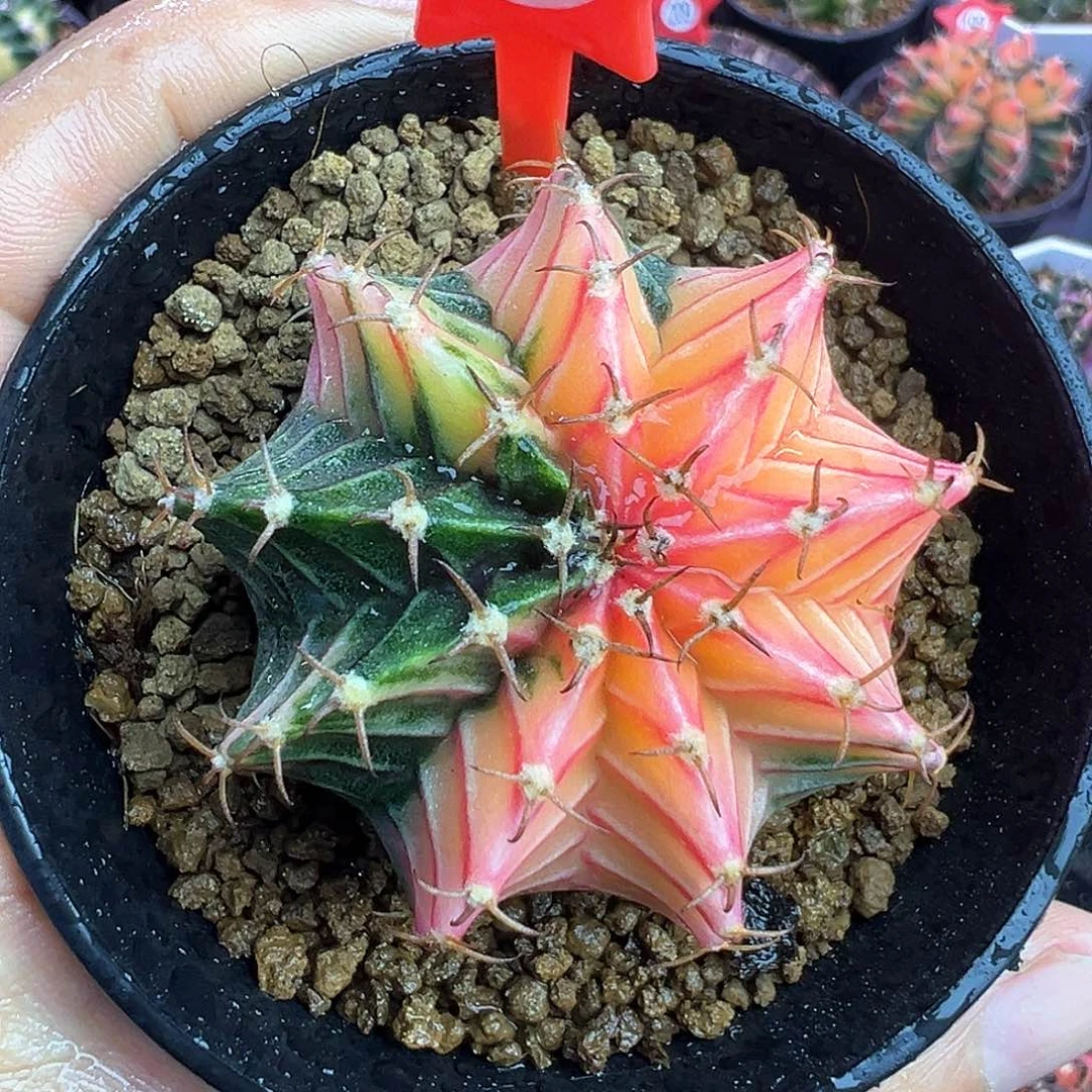 1-101肋骨锦带盆土发货5厘米