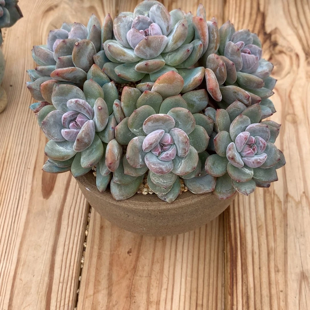 木****?木羽突尼斯寄养多肉