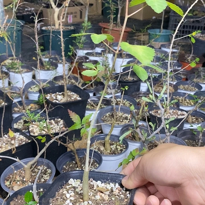 蓝白皮带盆土发货实生