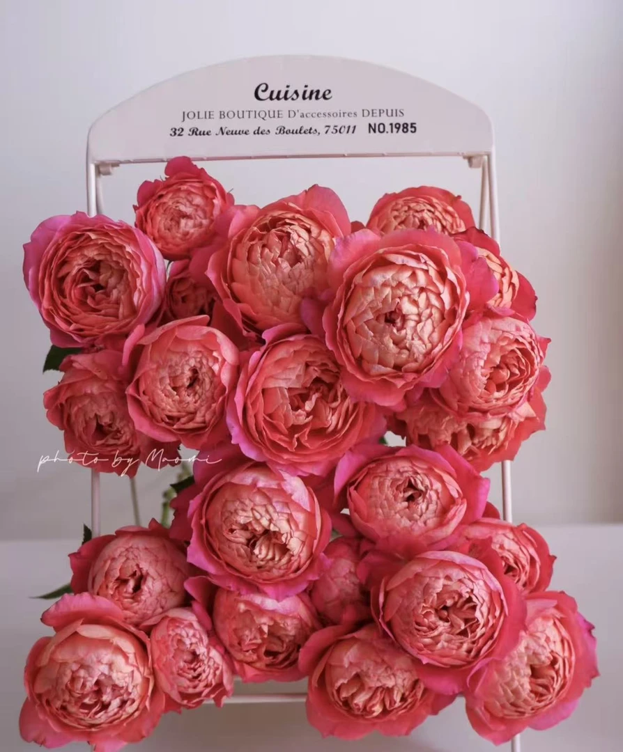 【果汁美人】 一盆多颗 四季开花好养勤花抗病耐热耐寒