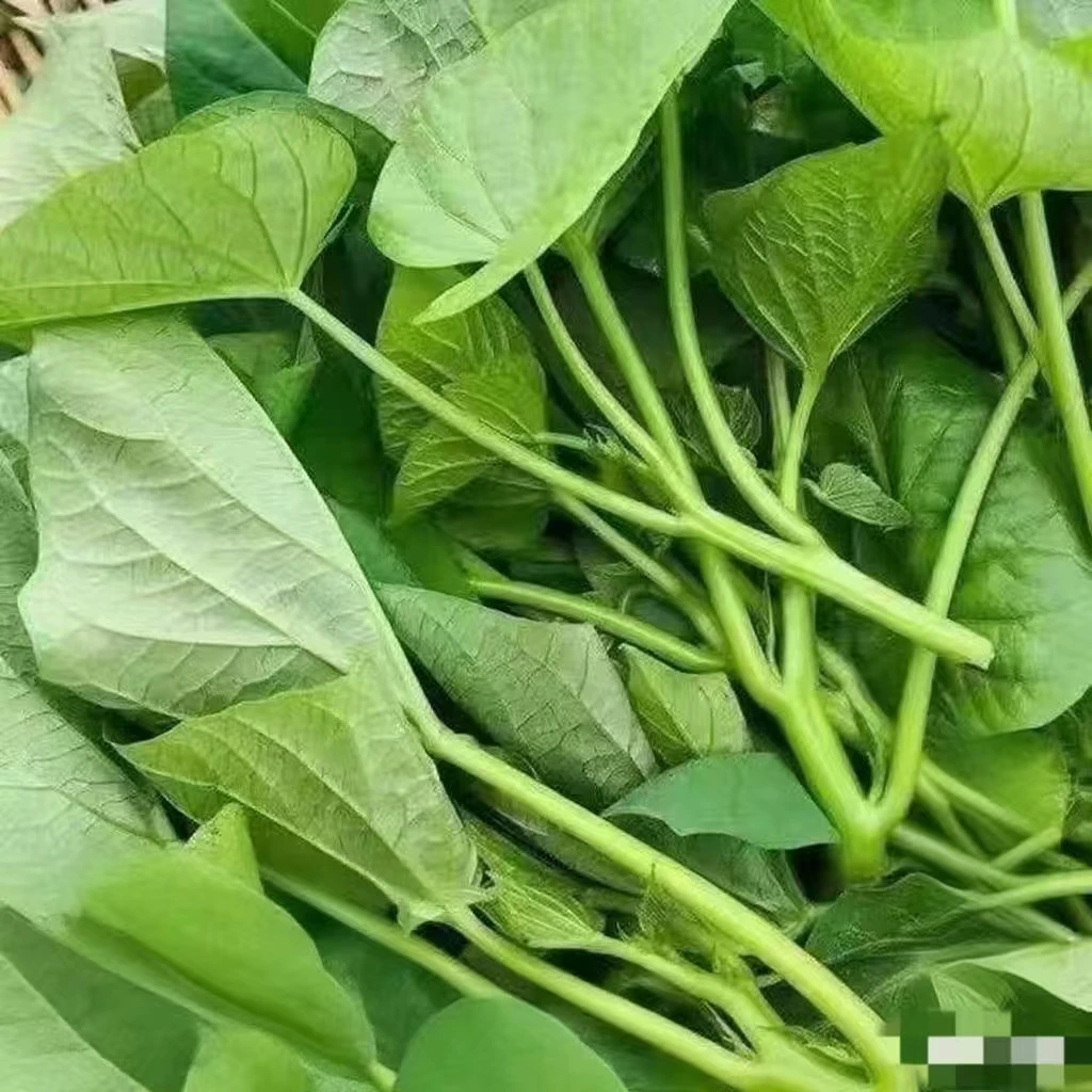 番薯新鲜叶自种长寿菜农家自种现采现摘包邮1-3斤小青菜绿色蔬菜