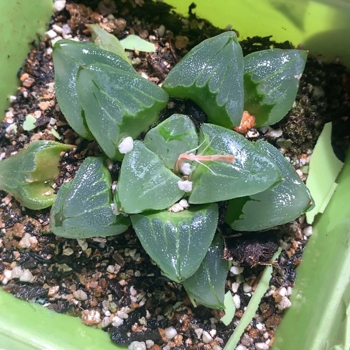 蛋****士17116 一颗冰城福利