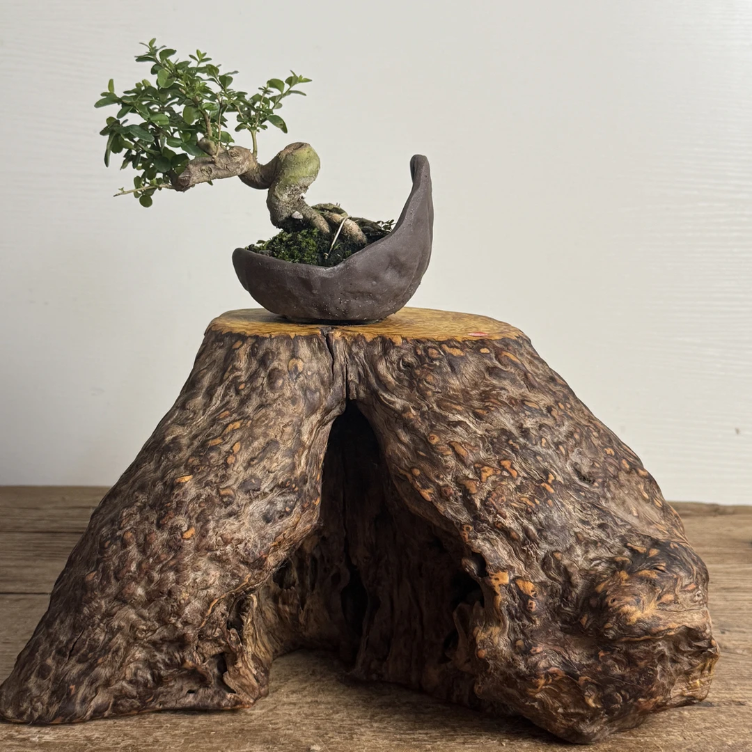 老料黄栌纹理清晰的优质木材