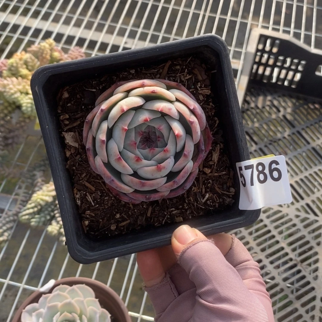 5786水蜜桃一物一拍