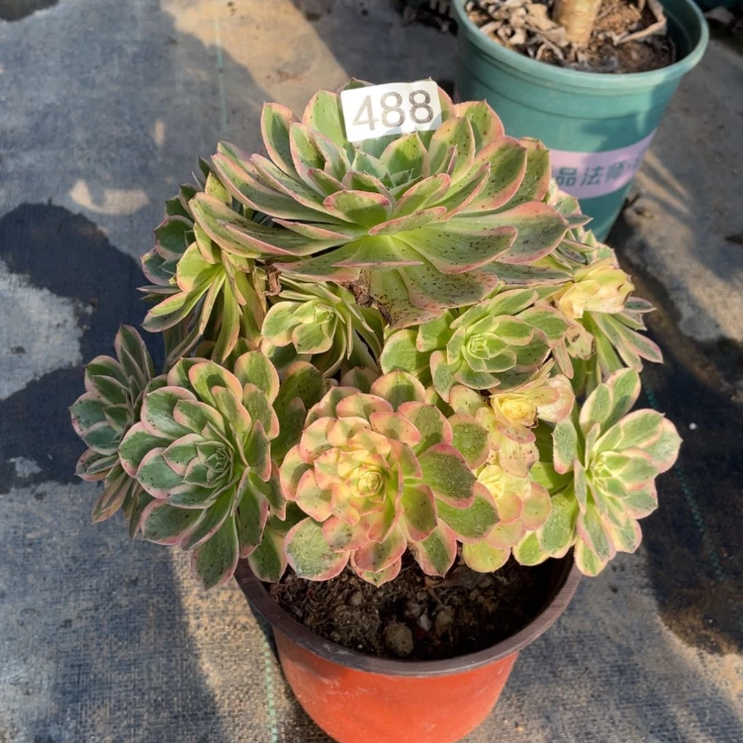 豆***?云荷多肉植物老桩