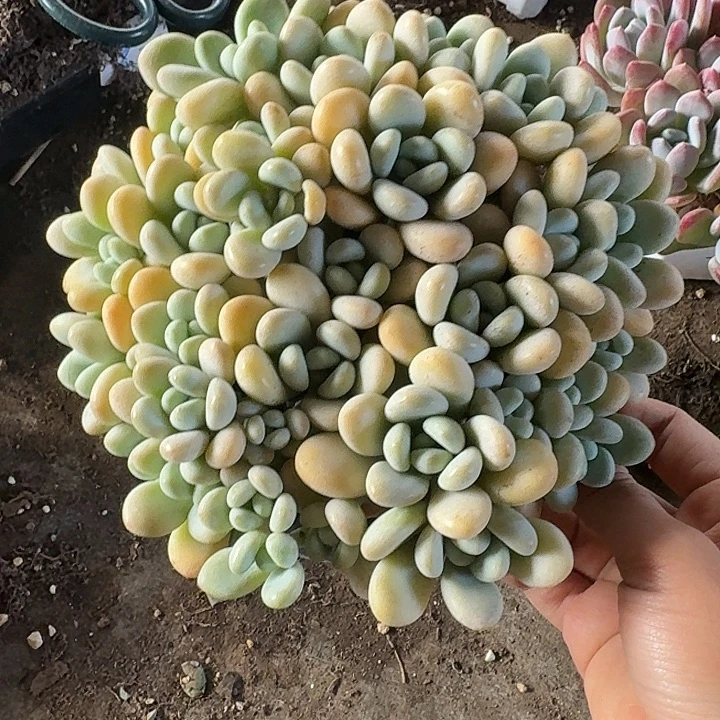 香水洛神多肉植物