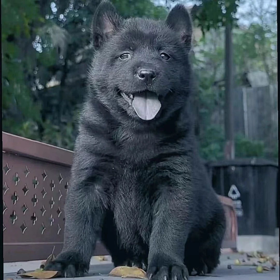 【阿梁的田园犬】狗狗活体