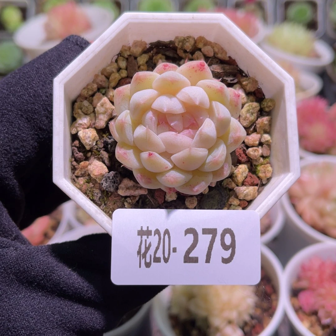 花利美20-279明月心