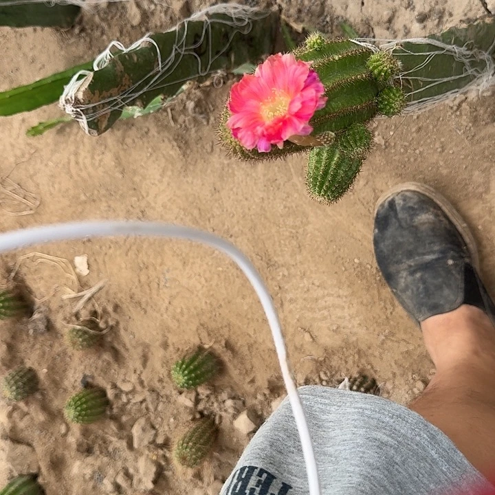 *****巴伐马一坨火龙果嫁接