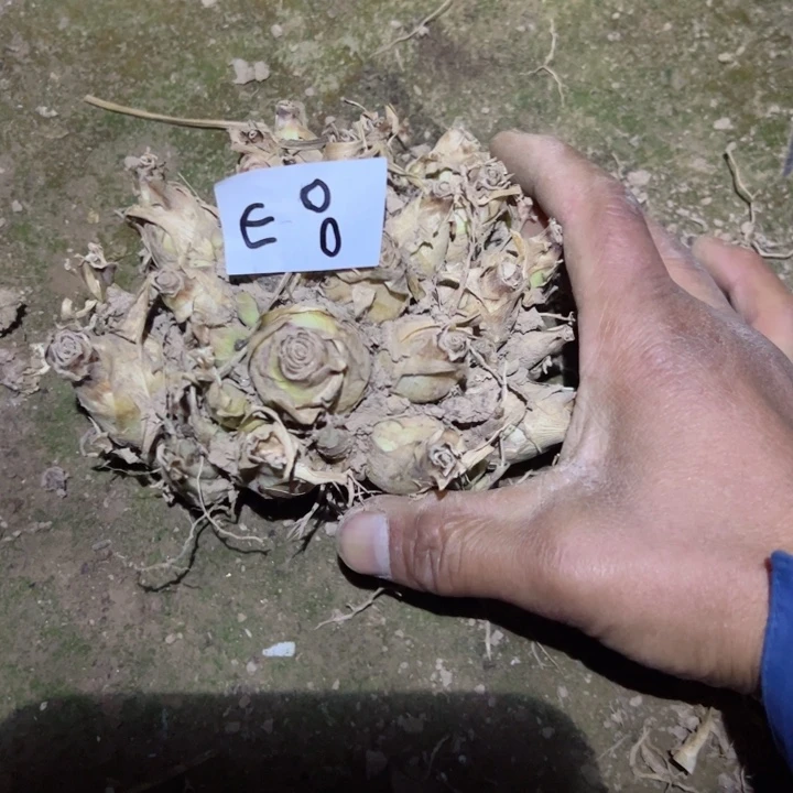 E8晚香玉一颗球35