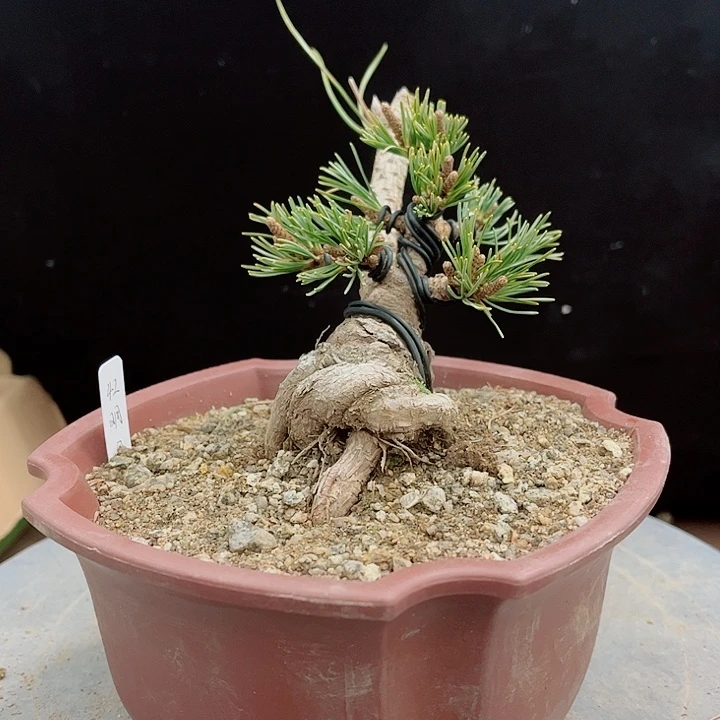 此***景无花朵明星五针松