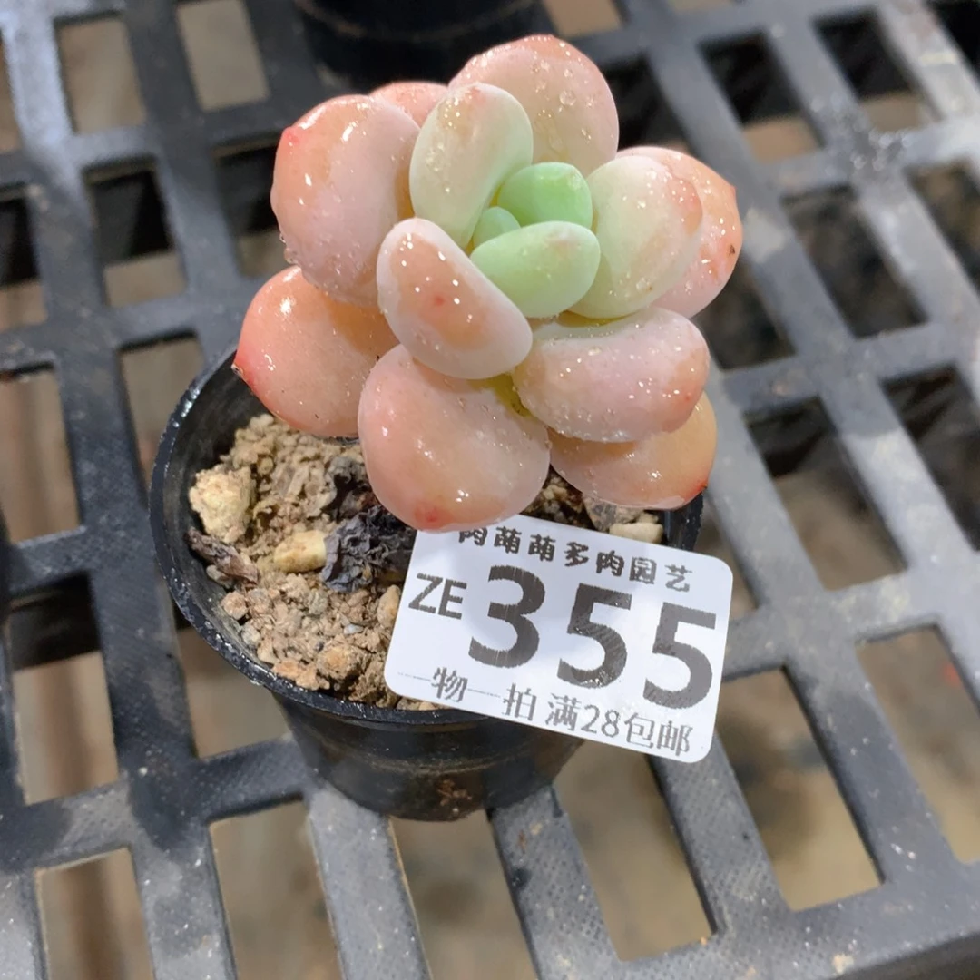 肉萌萌拇指盆精控多肉ZE355
