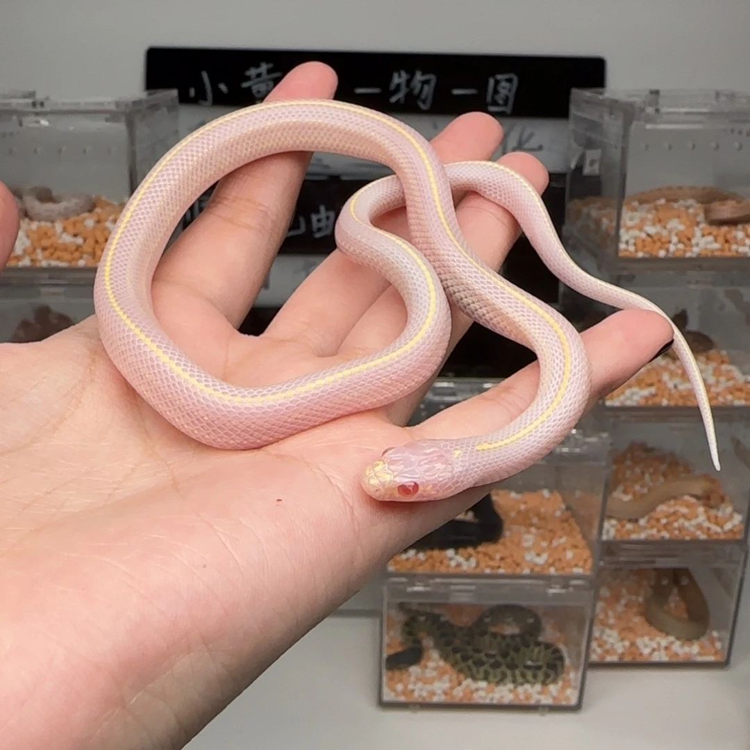 直播间专拍 白化sd直线弟弟