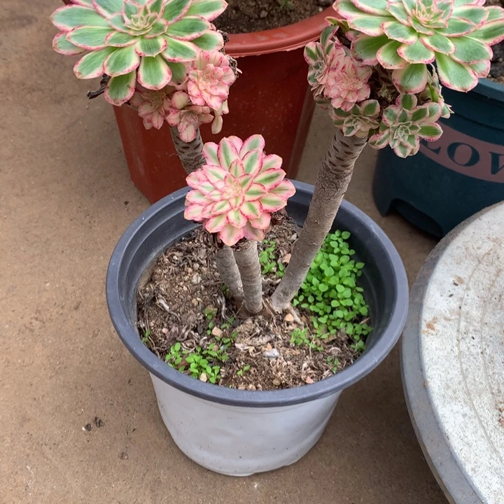 327微锦多肉植物特价