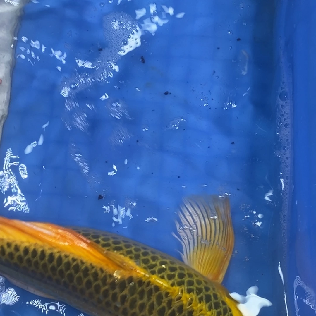 锦鲤冷水锦鲤包邮