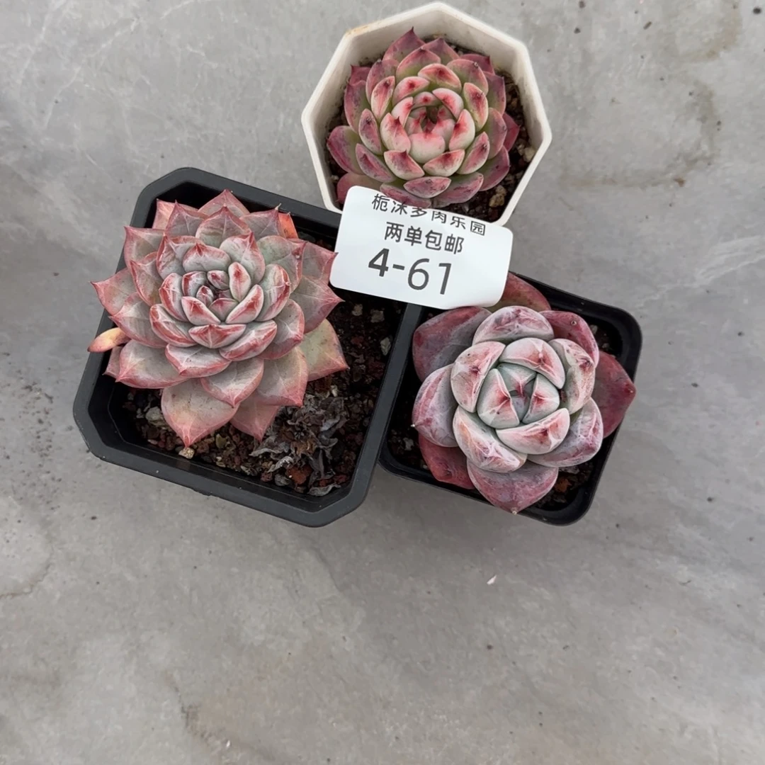 3***94-61组合三颗多肉植物