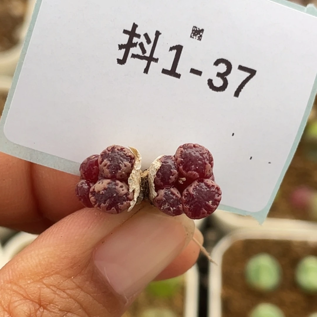 1-37勋章多肉植物