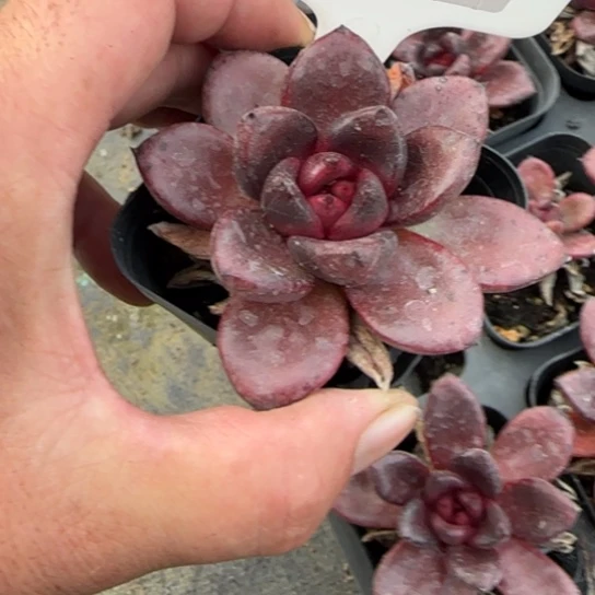 129丰沛玫瑰多肉植物多