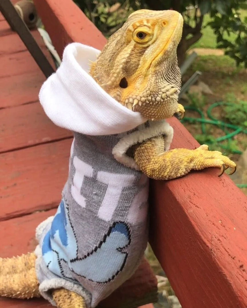 爬宠服饰配饰定做，15天内发货，价格为定金，拍前请咨询客服