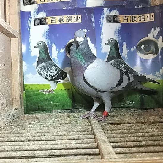 7中国大陆鸽子鸽子鸽子肉等等